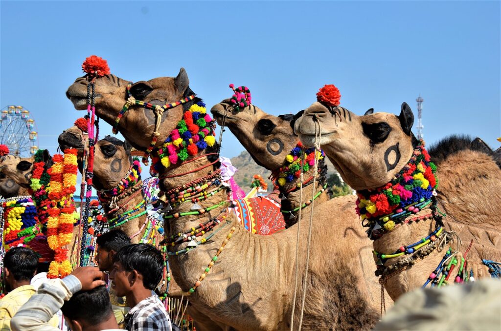 Puskar Camel Fair