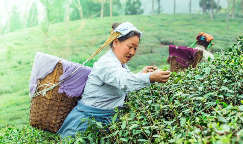 Darjeeling- Hill Station in India